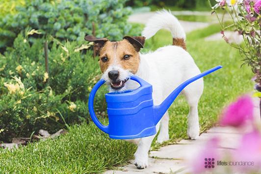How to brush your dog