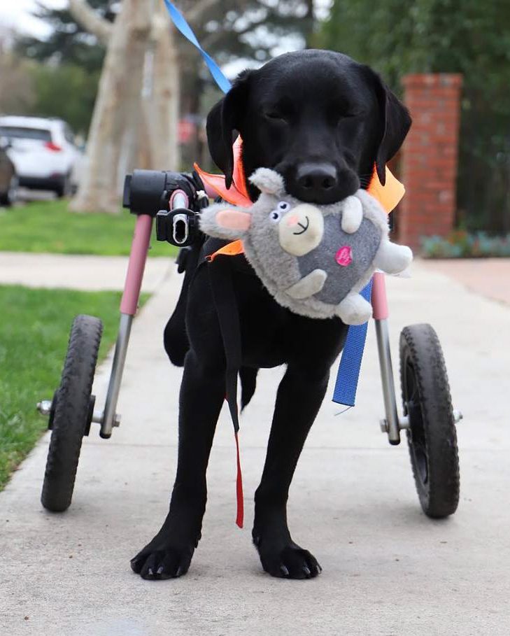 The Dr. Jane Foundation funds animal rescues in need