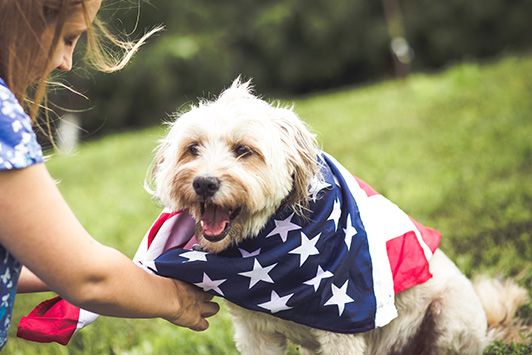 Safe dog wrapped in flag on 4th of July